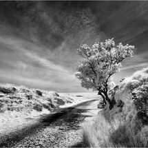 C Heather Bodle Guardians of the Track