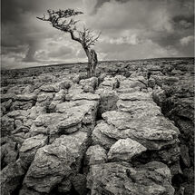 C Heather Bodle Tree on Limestone Pavement