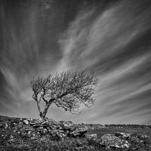 C Heather Bodle Wind Blown