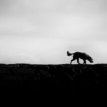 C Ian Smith Dog Walkers