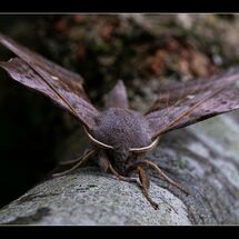C Ian Smith Poplar Hawk Moth