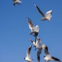 C Mike Pettett Morsel fight