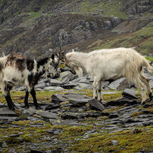 C Morag Landers Two Go Head to Head
