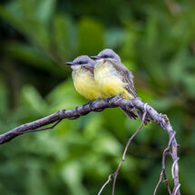 C Nigel Watson Amazon birds
