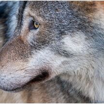 C Nigel Watson European Grey Wolf