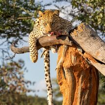 C Nigel Watson Lewa (Namibia)