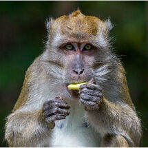 C Nigel Watson_My lunch, not yours