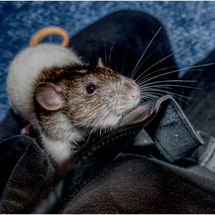 C Not Camera Shy Amelia Parsons