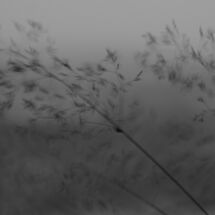 C Paul Henderson Whispering grass