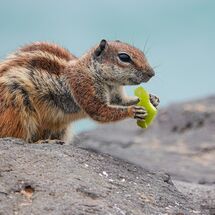 C Paul Howrihane Canary Island squirrel