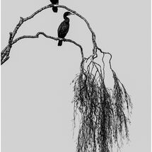 C Pedro Landers Cormorant Silhouette