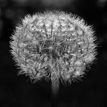 C Pedro Landers Dandelion at Sunset