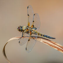 C Pedro Landers Four-Spotted Chaser