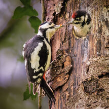 C Pedro Landers Grub