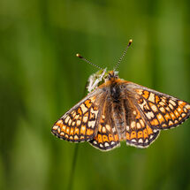 C Pedro Landers Marsh Fritillary