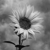 C Pedro Landers Sun(flower) After Rain