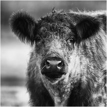 C Pedro Landers What are you looking at