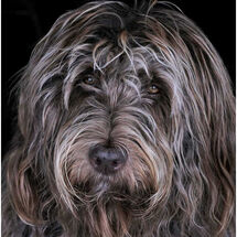 C Russ Moulding_Ailla Just Waiting