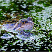 C Russ Moulding Do Not Disturb