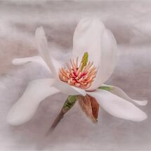 C Tracey Small Magnolia In The Mist