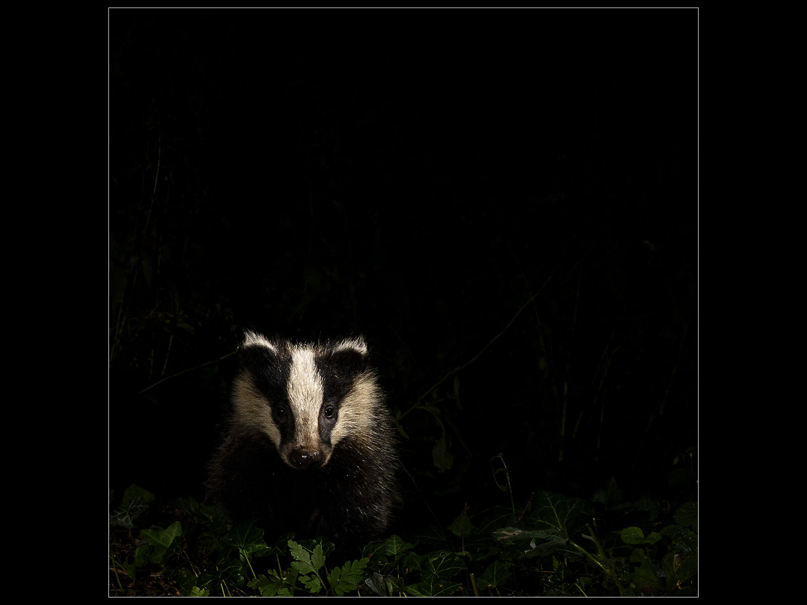 HC Chris Robbins Badger Cub