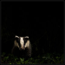 HC Chris Robbins Badger Cub