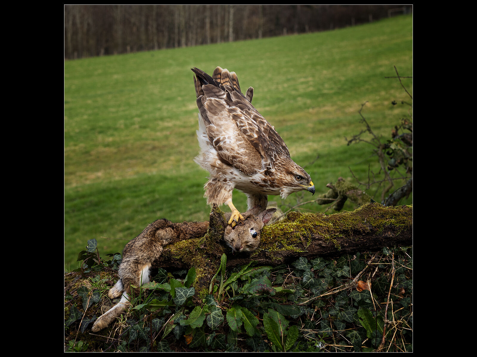 Second Chris Robbins Common Buzzard (Buteo buteo)