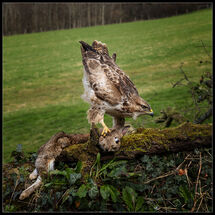 Second Chris Robbins Common Buzzard (Buteo buteo)