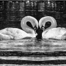 Creative Mono Prints