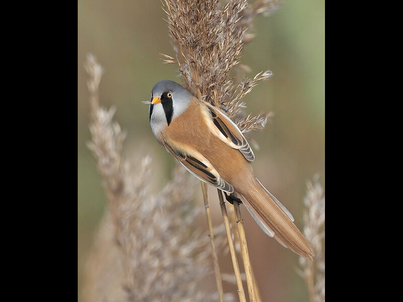 First Adrian Davey Bearded Tit