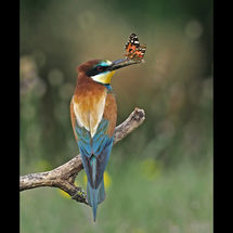 Natural History 2019