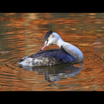 Grand Slam 2023 Colour Print