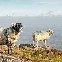 Conversation real or implied 2025 Colour Print