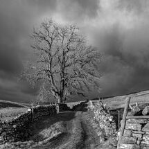 Grand Slam 2024 Mono Print