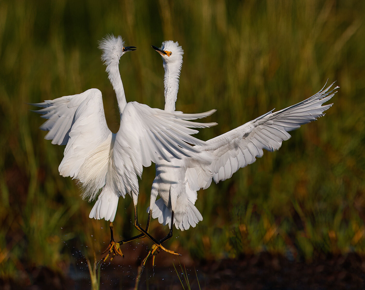 First Pedro Landers I can jump higher than you