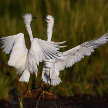 Conversation real or implied 2025 Digital