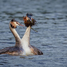 Two Twin Double 2024 Colour Print