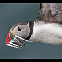 Grand Slam 2020 DPIs