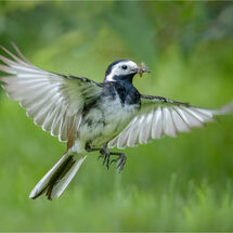 Natural History 2023 Prints