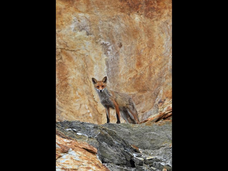 Fox on the Rocks Adrian Davey