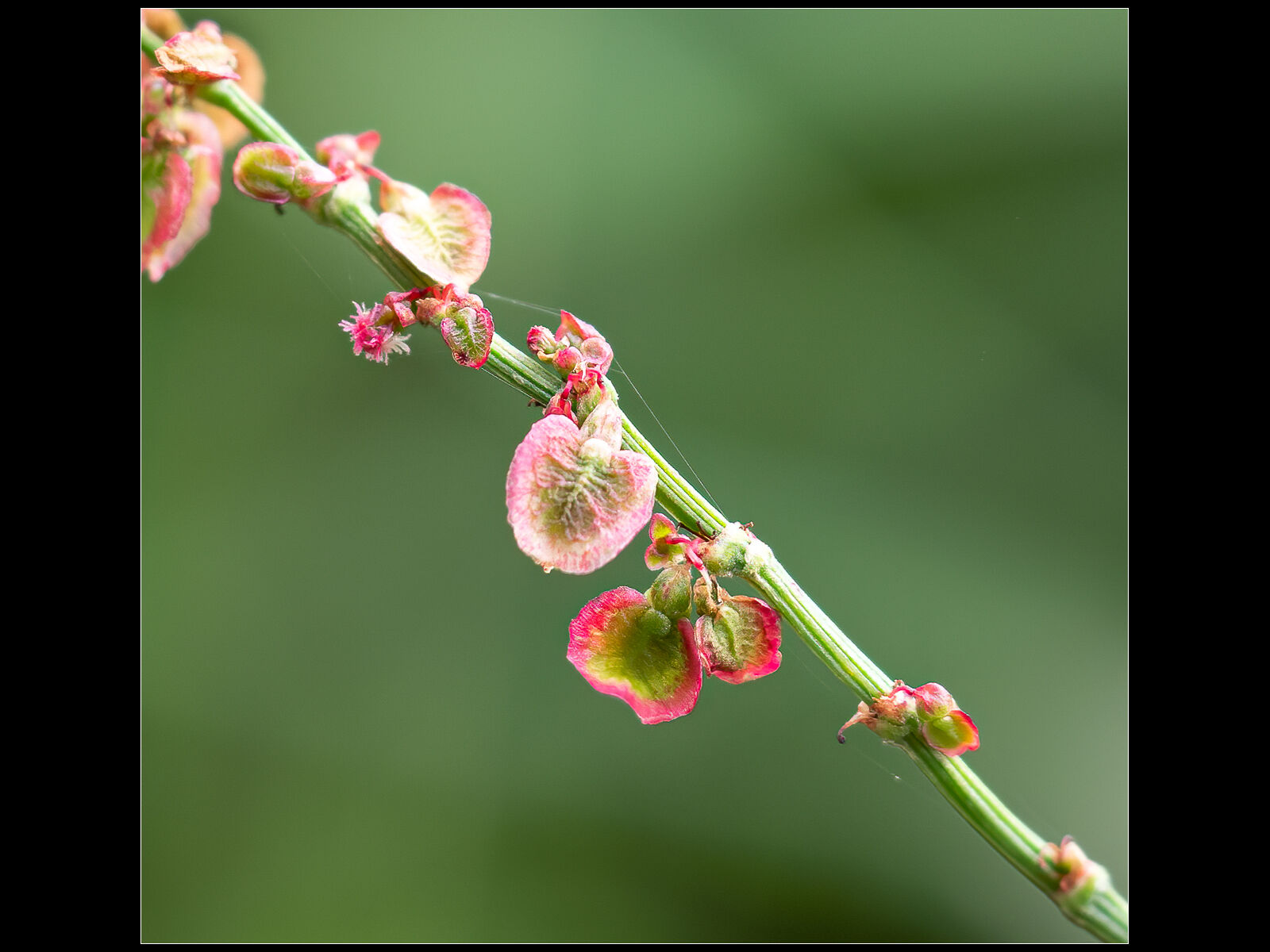 HC Geoff Trevarthen Curled Dock (Rumex crispus)