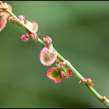 HC Geoff Trevarthen Curled Dock (Rumex crispus)