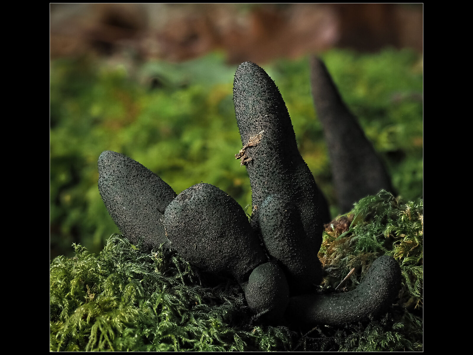 HC Geoff Trevarthen Dead Man's Fingers (Xylaria polymorpha)