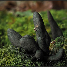 HC Geoff Trevarthen Dead Man's Fingers (Xylaria polymorpha)