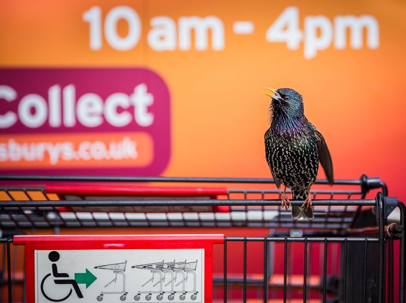 Geoff Trevarthen The Supermarket Starling