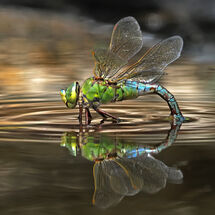 HC Adrian Davey Emperor Dragonfly
