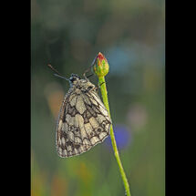 HC Adrian Davey Marbled White