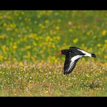 HC Adrian Davey Oystercatcher over machair