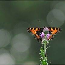 HC Adrian Davey_Small Tortoiseshell