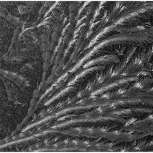 HC Chris Pollard Frost on glass